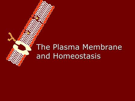 The Plasma Membrane and Homeostasis 2 Functions of Plasma Membrane Protective barrier Regulate transport in & out of cell (selectively permeable) Allow.
