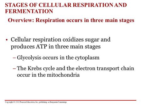Copyright © 2003 Pearson Education, Inc. publishing as Benjamin Cummings Cellular respiration oxidizes sugar and produces ATP in three main stages –Glycolysis.