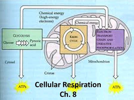Cellular Respiration Ch. 8