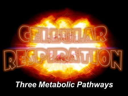 Three Metabolic Pathways. Pathways of Cell Respiration 2 234.