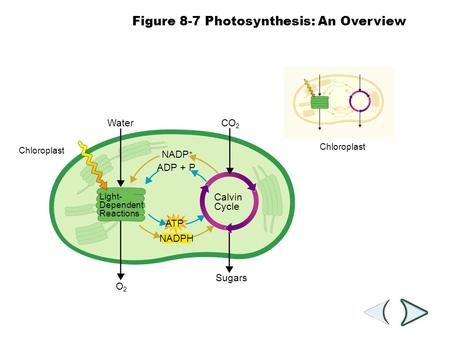 Chloroplast Water O2O2 Sugars CO 2 Light- Dependent Reactions Calvin Cycle NADPH ATP ADP + P NADP + Chloroplast Section 8-3 Figure 8-7 Photosynthesis: