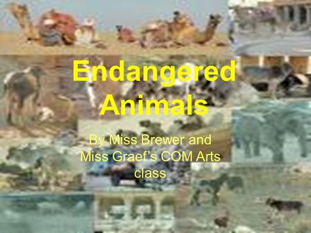 By: The COM ARTS class of Miss Brewer and Miss Graef Endangered Animals By Miss Brewer and Miss Graef’s COM Arts class.