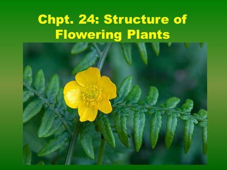 Chpt. 24: Structure of Flowering Plants. External Structure of a Flowering Plant Plants are divided into two portions Over ground shoot system Under ground.