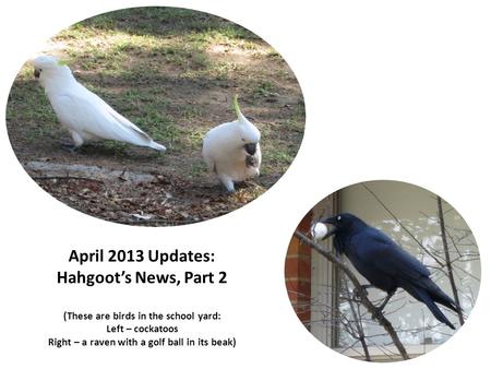 April 2013 Updates: Hahgoot’s News, Part 2 (These are birds in the school yard: Left – cockatoos Right – a raven with a golf ball in its beak)