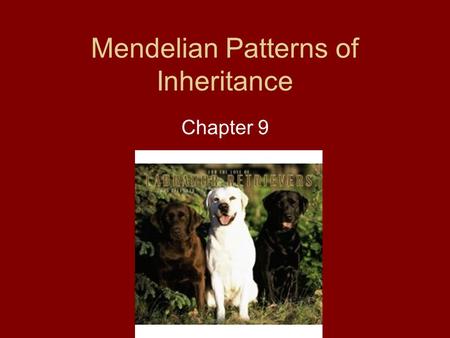 Mendelian Patterns of Inheritance Chapter 9. Introduction Gazelle always produce baby gazelles, not bluebirds.