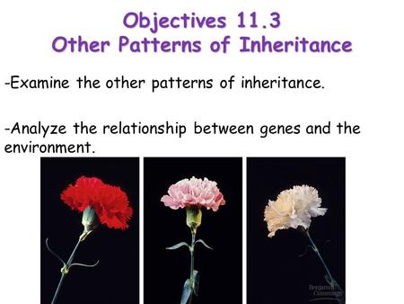 Objectives 11.3 Other Patterns of Inheritance
