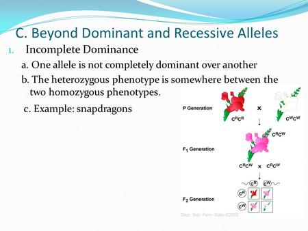 C. Beyond Dominant and Recessive Alleles 1. Incomplete Dominance a. One allele is not completely dominant over another b. The heterozygous phenotype is.