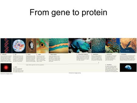 From gene to protein. Our plan: Overview gene expression Walk through the process –Review structure and function of DNA –Transcription –Translation Gene.