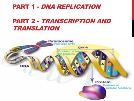 PART 1 - DNA REPLICATION PART 2 - TRANSCRIPTION AND TRANSLATION.