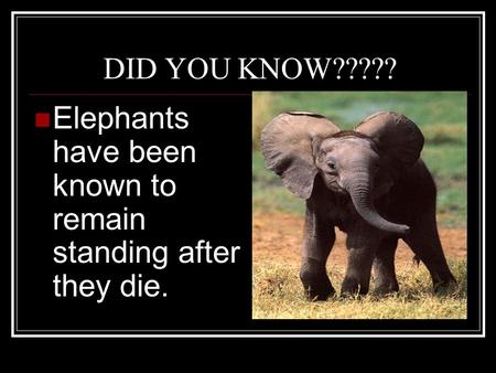 DID YOU KNOW????? Elephants have been known to remain standing after they die.