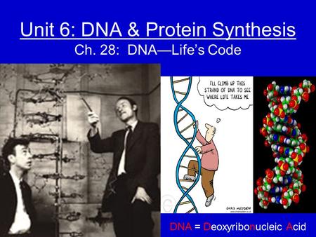 Unit 6: DNA & Protein Synthesis