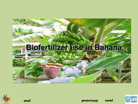 Biofertilizer use in Banana