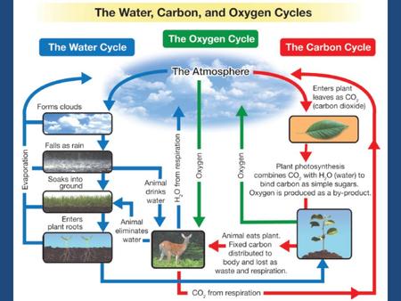 The carbon cycle Trace the pathways through which carbon is released and absorbed in the diagram below: