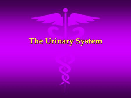 The Urinary System. Function of the Urinary System Maintains homeostasis of blood Maintains homeostasis of blood –Remove waste products –Restore selected.