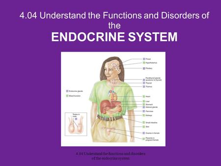 4.04 Understand the Functions and Disorders of the ENDOCRINE SYSTEM 4.04 Understand the functions and disorders of the endocrine system.