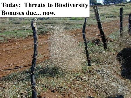Today: Threats to Biodiversity Bonuses due... now.