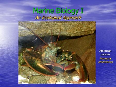 Marine Biology I An Ecological Approach American Lobster Homarus americanus.