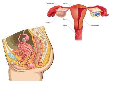 Fertilized egg lodges in the uterus wall – endometrium – where it receives nourishment.