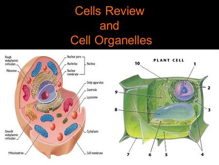 Cells Review and Cell Organelles. Review: Two Types of Cells Prokaryotic cells –Have no nucleus –No membrane bound organelles –Evolved 3.5 billion years.