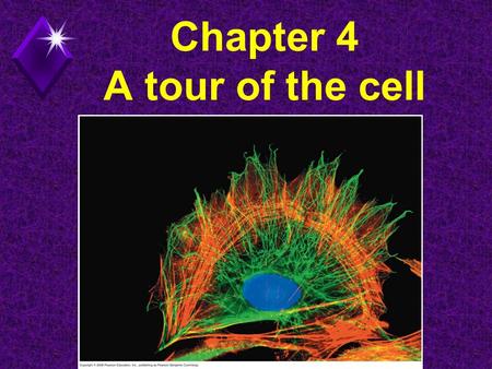 Chapter 4 A tour of the cell. Cell Theory u All living matter is composed of one or more cells. u The cell is the structural and functional unit of life.