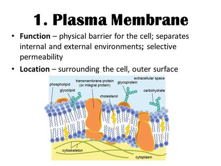 1. Plasma Membrane Function – physical barrier for the cell; separates internal and external environments; selective permeability Location – surrounding.