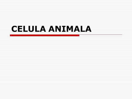CELULA ANIMALA. Cell Size.