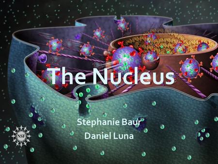 The Nucleus Stephanie Baur Daniel Luna. Eukaryotic vs. Prokaryotic Location of DNA – Nucleus vs. Nucleoid – Double membrane or Non membrane-enclosed.