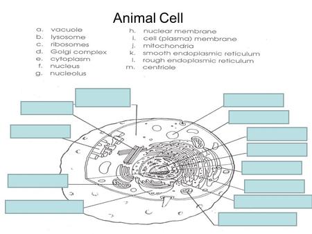 Animal Cell e. cytoplasm a. vacuole m. centriole i. Cell membrane