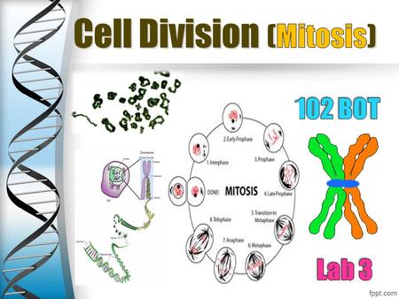 All cells come from pre-existing cells New cells are produced for growth and to replace damaged or old cells New cells are produced for growth and to.