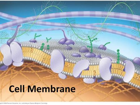 Cell Membrane. Cellular membranes are fluid mosaics of lipids and proteins Phospholipids are the most abundant lipid in the plasma membrane (fluid portion.
