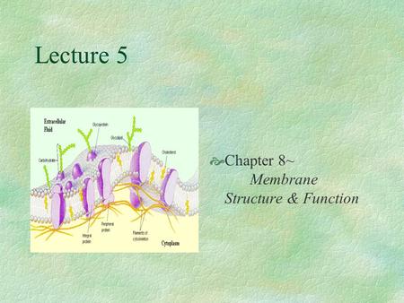 Lecture 5  Chapter 8~ Membrane Structure & Function.