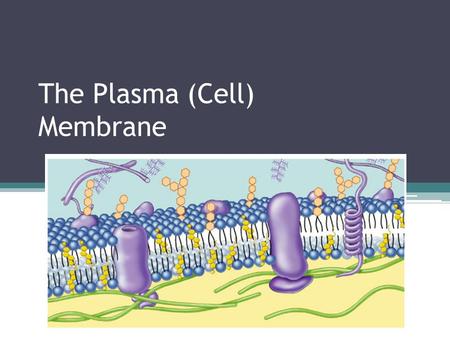 The Plasma (Cell) Membrane. Plasma Membrane Maintaining Balance Separates living cell from nonliving environment Allows flow of nutrients into and out.