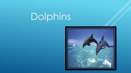 Dolphins. PICTURES OF DOLPHINS. TELL WHERE YOUR ANIMAL LIVES.  IT’S HABITAT IS THE OCEAN.