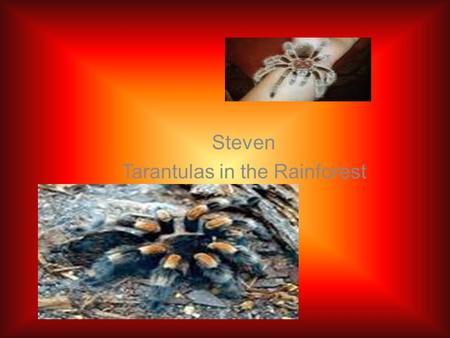 Steven Tarantulas in the Rainforest. Introduction The tropical rain forest in the word are helpful. There are four layer in the rain forest. Rain forests.