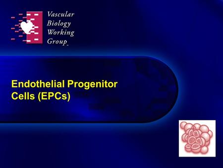 Endothelial Progenitor Cells (EPCs)