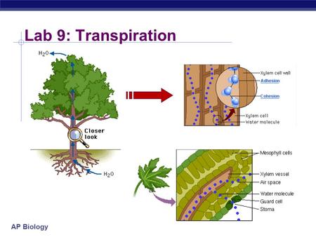 AP Biology Lab 9: Transpiration. AP Biology Lab 9: Transpiration  Description  test the effects of environmental factors on rate of transpiration 