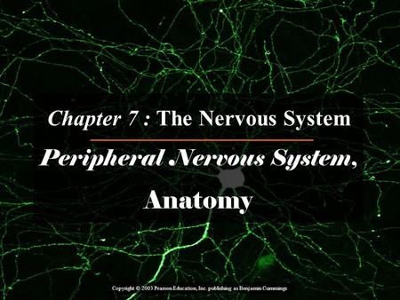 Copyright © 2003 Pearson Education, Inc. publishing as Benjamin Cummings Chapter 7 : The Nervous System Peripheral Nervous System, Anatomy.