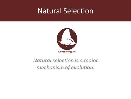 Natural Selection Natural selection is a major mechanism of evolution.
