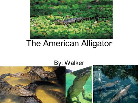 The American Alligator By: Walker. Picture of Animal.