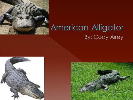  The American alligator eats fish, birds and small mammals until it starts to get larger and then it will eat animals like baby black bears and full.