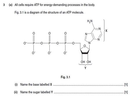 Anaerobic Respiration Learning objectives explain why anaerobic respiration produces a much lower yield of ATP than aerobic respiration; define.