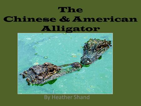 The Chinese & American Alligator