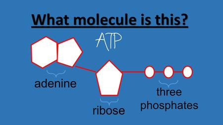 Adenine ribose three phosphates What molecule is this?