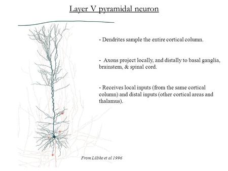 Layer V pyramidal neuron