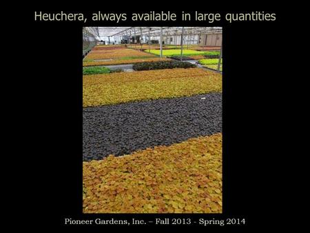 Heuchera, always available in large quantities Pioneer Gardens, Inc. – Fall 2013 - Spring 2014.