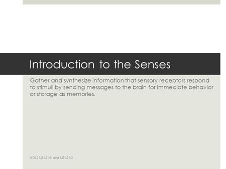 Introduction to the Senses Gather and synthesize information that sensory receptors respond to stimuli by sending messages to the brain for immediate behavior.