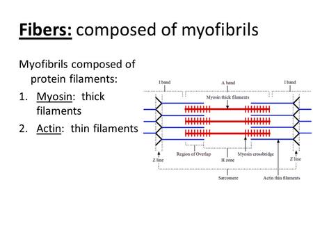 Fibers: composed of myofibrils