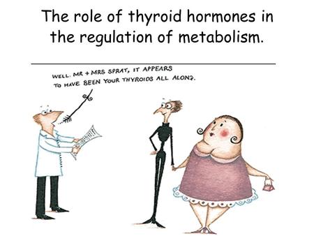 The role of thyroid hormones in the regulation of metabolism.