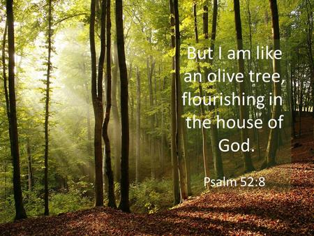 But I am like an olive tree, flourishing in the house of God. Psalm 52:8.