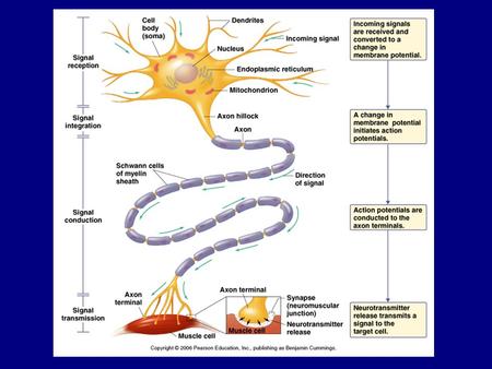 Transmission 1. innervation - cell body as integrator 2. action potentials (impulses) - axon hillock 3. myelin sheath.